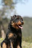 JAGDTERRIER ALLEMAND 025